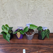 Load image into Gallery viewer, #6 BABY ANTHURIUM PACKAGE - 4 x SEEDLINGS