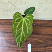 Load image into Gallery viewer, #71 Anthurium Magnificum Hybrid x