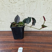 Load image into Gallery viewer, #40 Syngonium Erythrophyllum