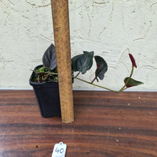 Load image into Gallery viewer, #40 Syngonium Erythrophyllum