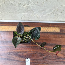 Load image into Gallery viewer, #40 Syngonium Erythrophyllum