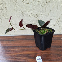 Load image into Gallery viewer, #40 Syngonium Erythrophyllum