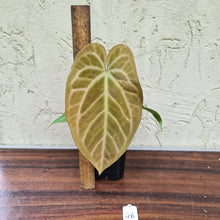 Load image into Gallery viewer, #46 Anthurium Magnificum Hybrid x