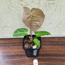 Load image into Gallery viewer, #46 Anthurium Magnificum Hybrid x