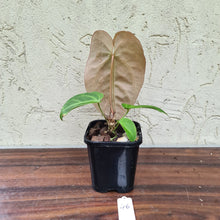Load image into Gallery viewer, #46 Anthurium Magnificum Hybrid x