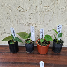 Load image into Gallery viewer, #17 BABY ANTHURIUM PACKAGE - 4 x SEEDLINGS