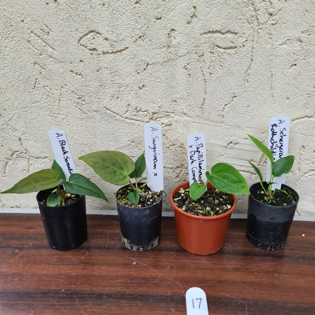 #17 BABY ANTHURIUM PACKAGE - 4 x SEEDLINGS