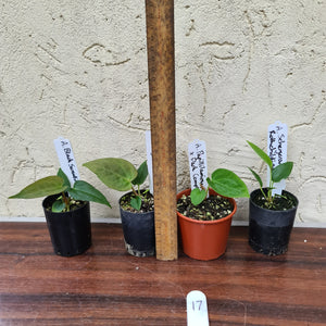 #17 BABY ANTHURIUM PACKAGE - 4 x SEEDLINGS