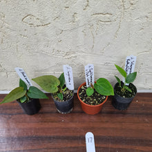 Load image into Gallery viewer, #17 BABY ANTHURIUM PACKAGE - 4 x SEEDLINGS