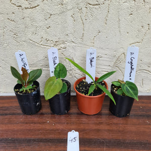 #45 BABY ANTHURIUM PACKAGE - 4 x SEEDLINGS