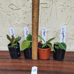 #45 BABY ANTHURIUM PACKAGE - 4 x SEEDLINGS