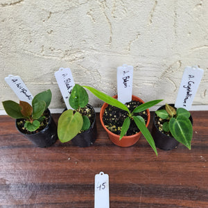 #45 BABY ANTHURIUM PACKAGE - 4 x SEEDLINGS