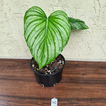 Load image into Gallery viewer, #40 Philodendron Silver Cloud