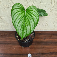 Load image into Gallery viewer, #40 Philodendron Silver Cloud