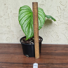 Load image into Gallery viewer, #40 Philodendron Silver Cloud
