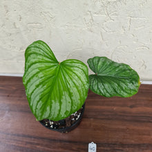 Load image into Gallery viewer, #40 Philodendron Silver Cloud