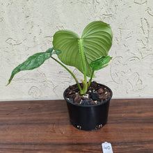 Load image into Gallery viewer, #40 Philodendron Silver Cloud