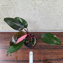 Load image into Gallery viewer, #47 Philodendron Pink Princess