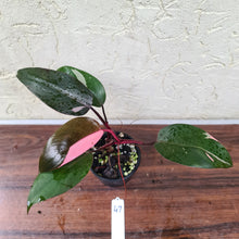 Load image into Gallery viewer, #47 Philodendron Pink Princess