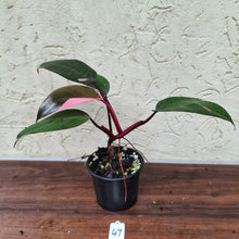Load image into Gallery viewer, #47 Philodendron Pink Princess