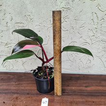 Load image into Gallery viewer, #47 Philodendron Pink Princess