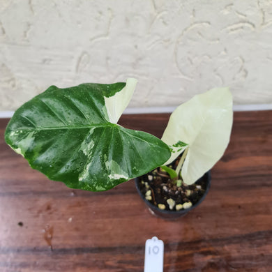 #10 Variegated Alocasia Macrorrhiza