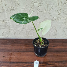 Load image into Gallery viewer, #10 Variegated Alocasia Macrorrhiza