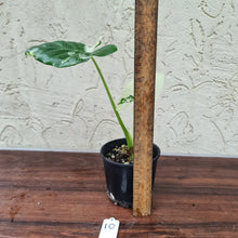 Load image into Gallery viewer, #10 Variegated Alocasia Macrorrhiza