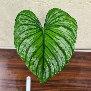 #49 Philodendron Silver Cloud