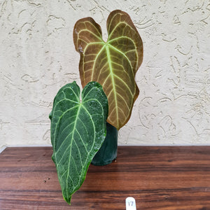 #17 Anthurium 'Velvet Shadow'