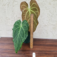 Load image into Gallery viewer, #17 Anthurium &#39;Velvet Shadow&#39;