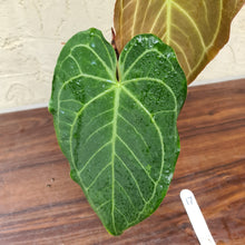 Load image into Gallery viewer, #17 Anthurium &#39;Velvet Shadow&#39;