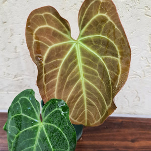 #17 Anthurium 'Velvet Shadow'