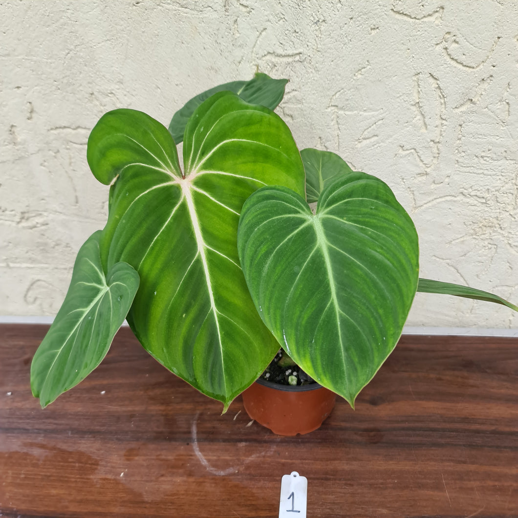 #1 Philodendron Gloriosum