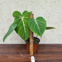 Load image into Gallery viewer, #1 Philodendron Gloriosum