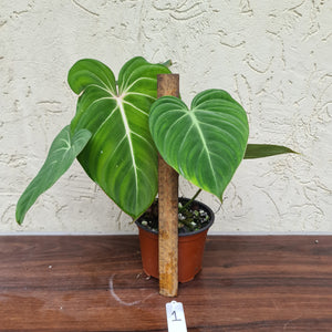 #1 Philodendron Gloriosum