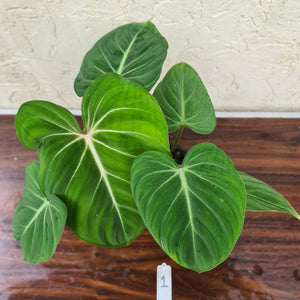 #1 Philodendron Gloriosum