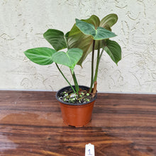 Load image into Gallery viewer, #1 Philodendron Gloriosum