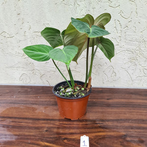 #1 Philodendron Gloriosum