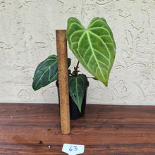 Load image into Gallery viewer, #63 Anthurium Magnificum Hybrid x