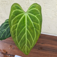 Load image into Gallery viewer, #63 Anthurium Magnificum Hybrid x
