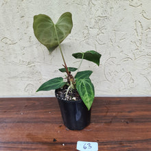 Load image into Gallery viewer, #63 Anthurium Magnificum Hybrid x