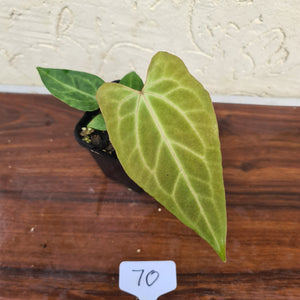 #70 Narrow Anthurium Magnificum Hybrid x
