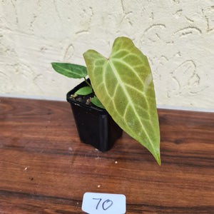 #70 Narrow Anthurium Magnificum Hybrid x