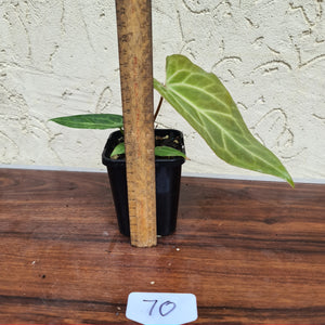 #70 Narrow Anthurium Magnificum Hybrid x
