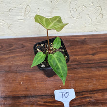 Load image into Gallery viewer, #70 Narrow Anthurium Magnificum Hybrid x