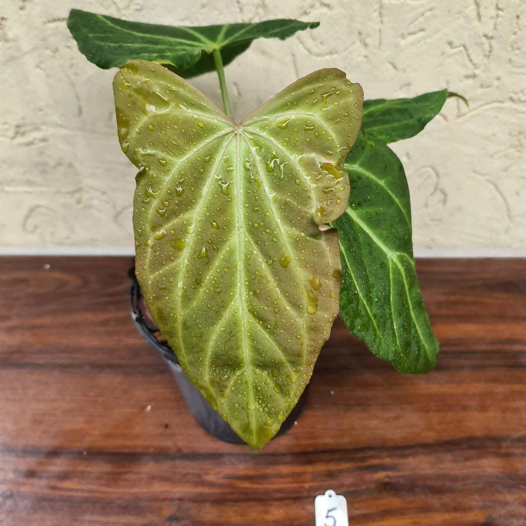 #5 Anthurium Magnificum Hybrid x