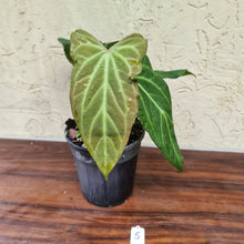 Load image into Gallery viewer, #5 Anthurium Magnificum Hybrid x