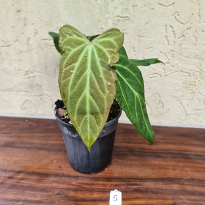 #5 Anthurium Magnificum Hybrid x