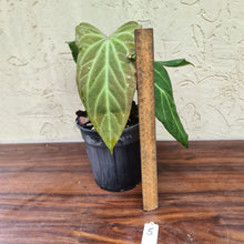Load image into Gallery viewer, #5 Anthurium Magnificum Hybrid x